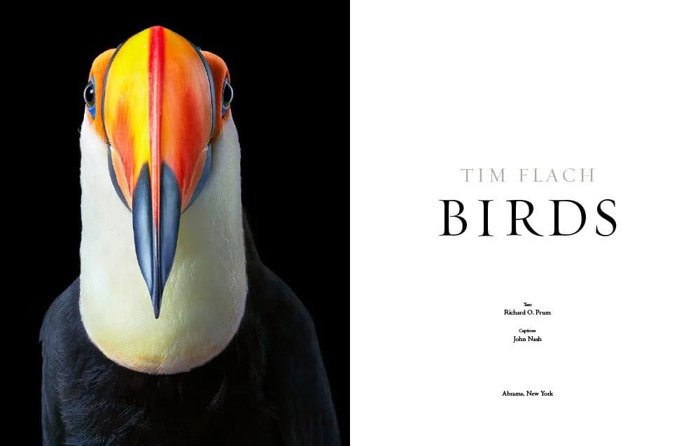 "Birds" by Tim Flach