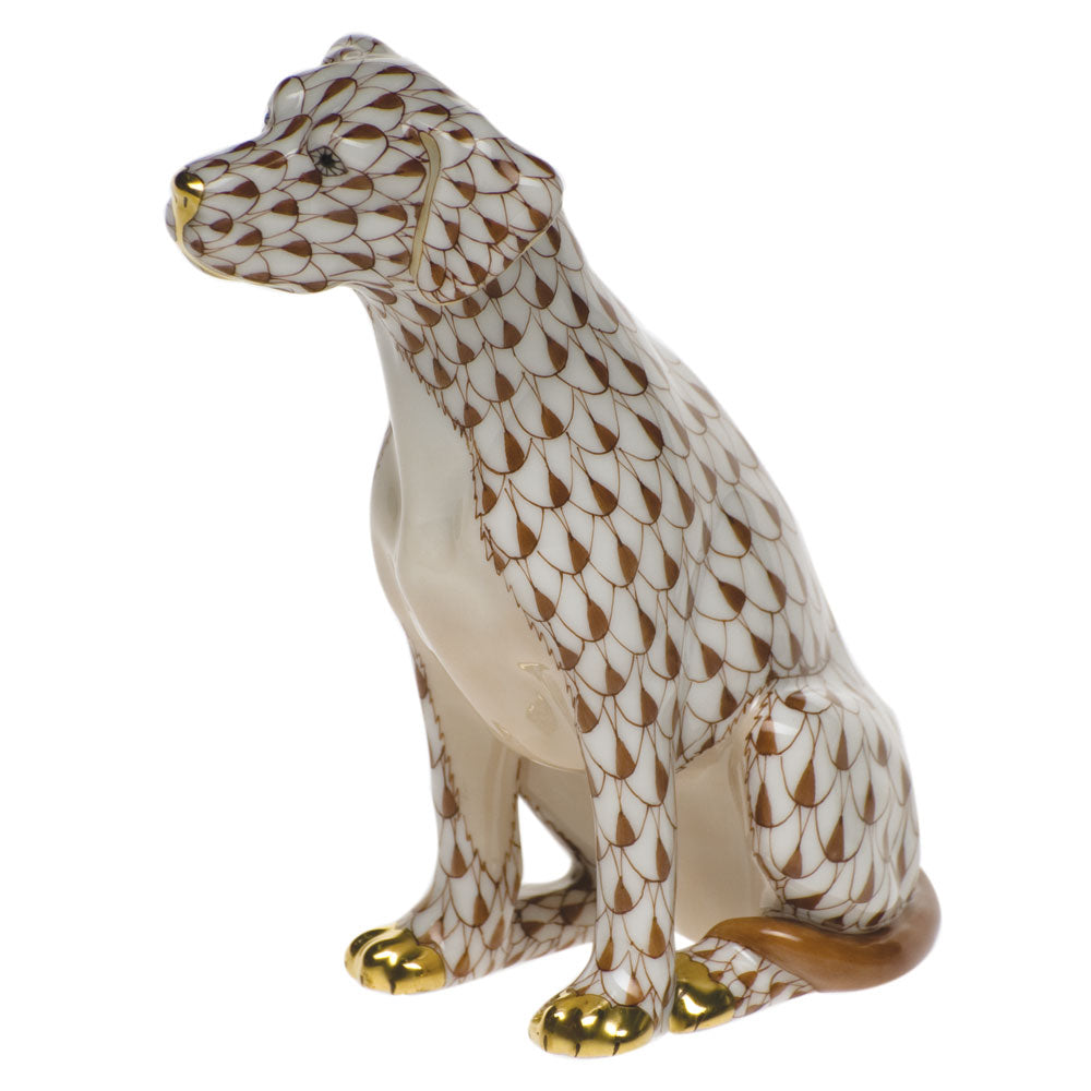 Dog — Chocolate