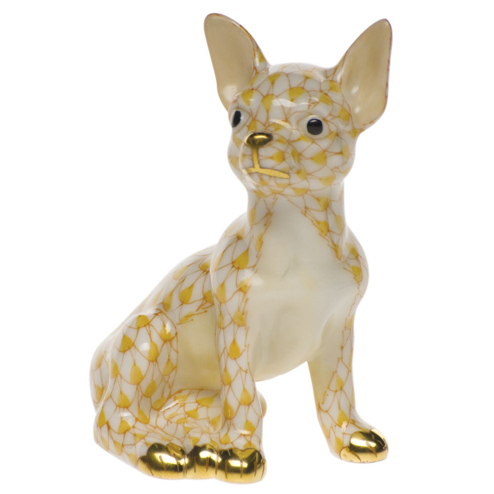 Chihuahua — Butterscotch