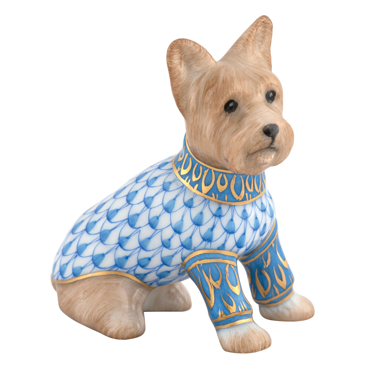 Yorkshire Terrier — Blue