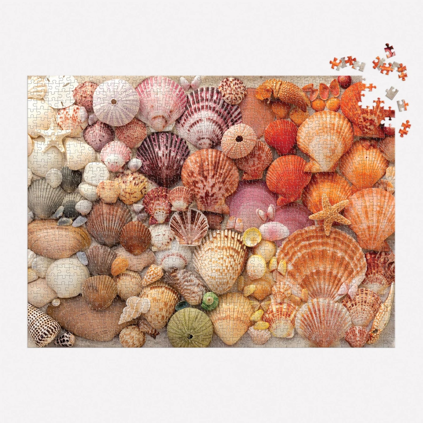 "Vibrant Seashells" Puzzle