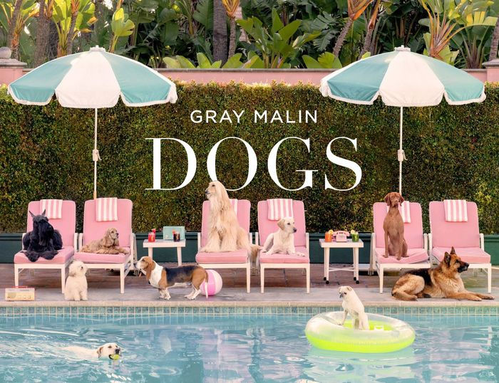 "Dogs" by Gray Malin