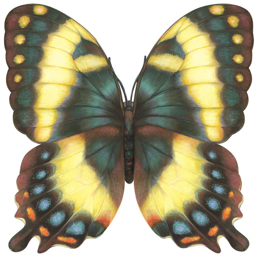 Die-cut Butterfly Placemat - 12 Sheets