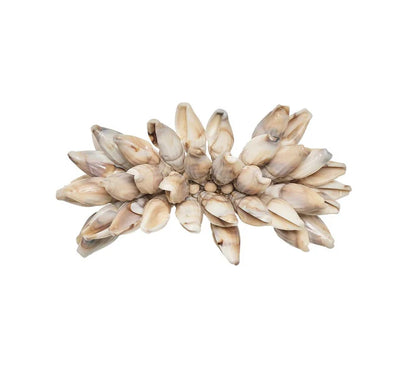 Shell Fringe Napkin Ring in Ivory & Brown