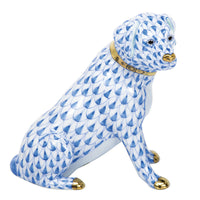 Labrador Retriever — Blue