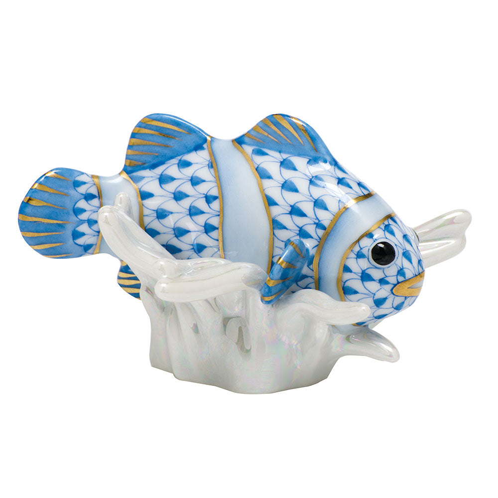Clownfish — Blue