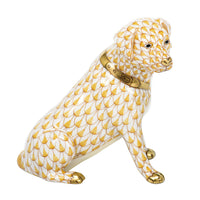 Labrador Retriever — Butterscotch