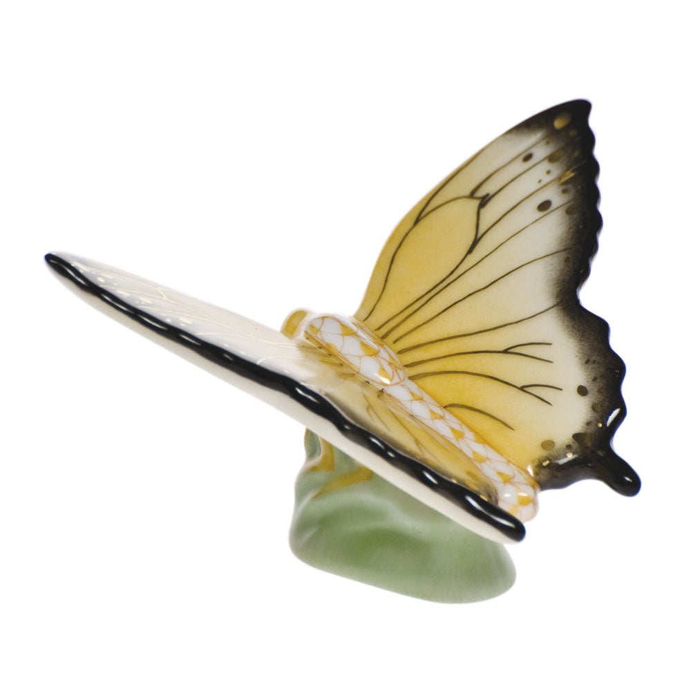 Butterfly — Butterscotch