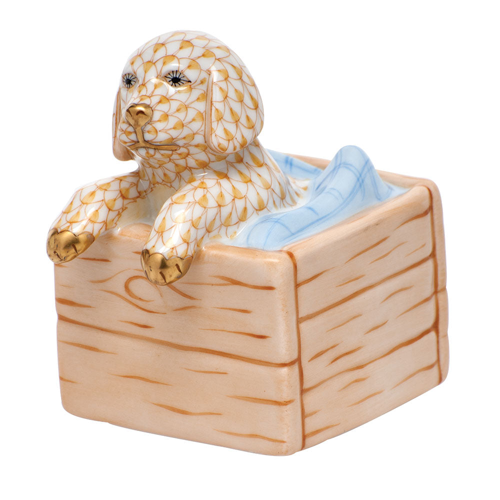 Puppy In Crate — Butterscotch