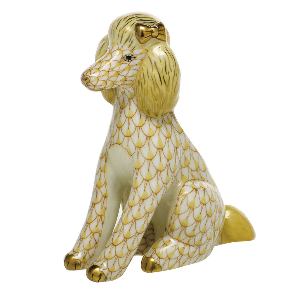 Poodle — Butterscotch