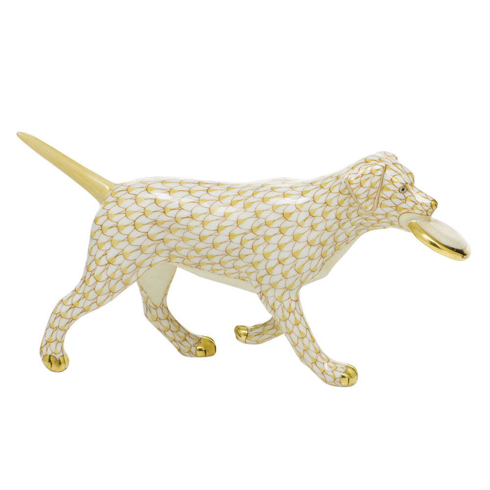 Frisbee Dog — Butterscotch