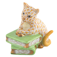 Cat On Books — Butterscotch
