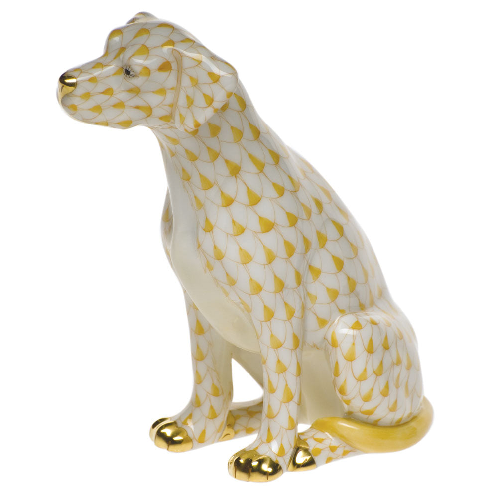 Dog — Butterscotch