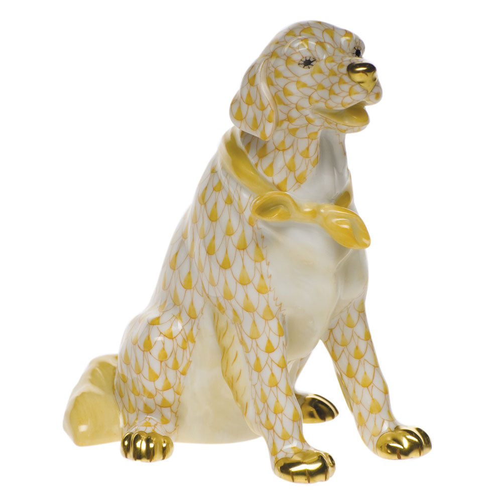 Golden Retriever — Butterscotch