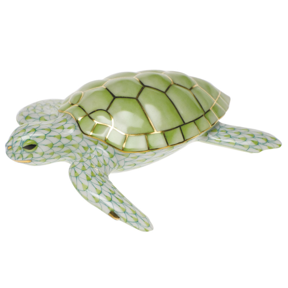 Loggerhead Turtle — Keylime