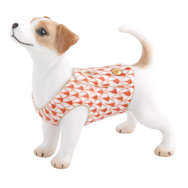 Jack Russell Terrier