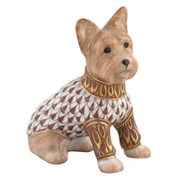 Yorkshire Terrier — Chocolate