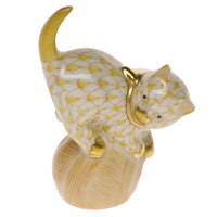 Mischievous Cat — Butterscotch