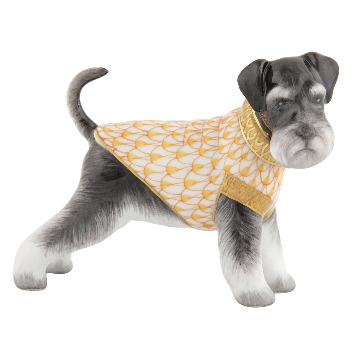 Schnauzer — Butterscotch