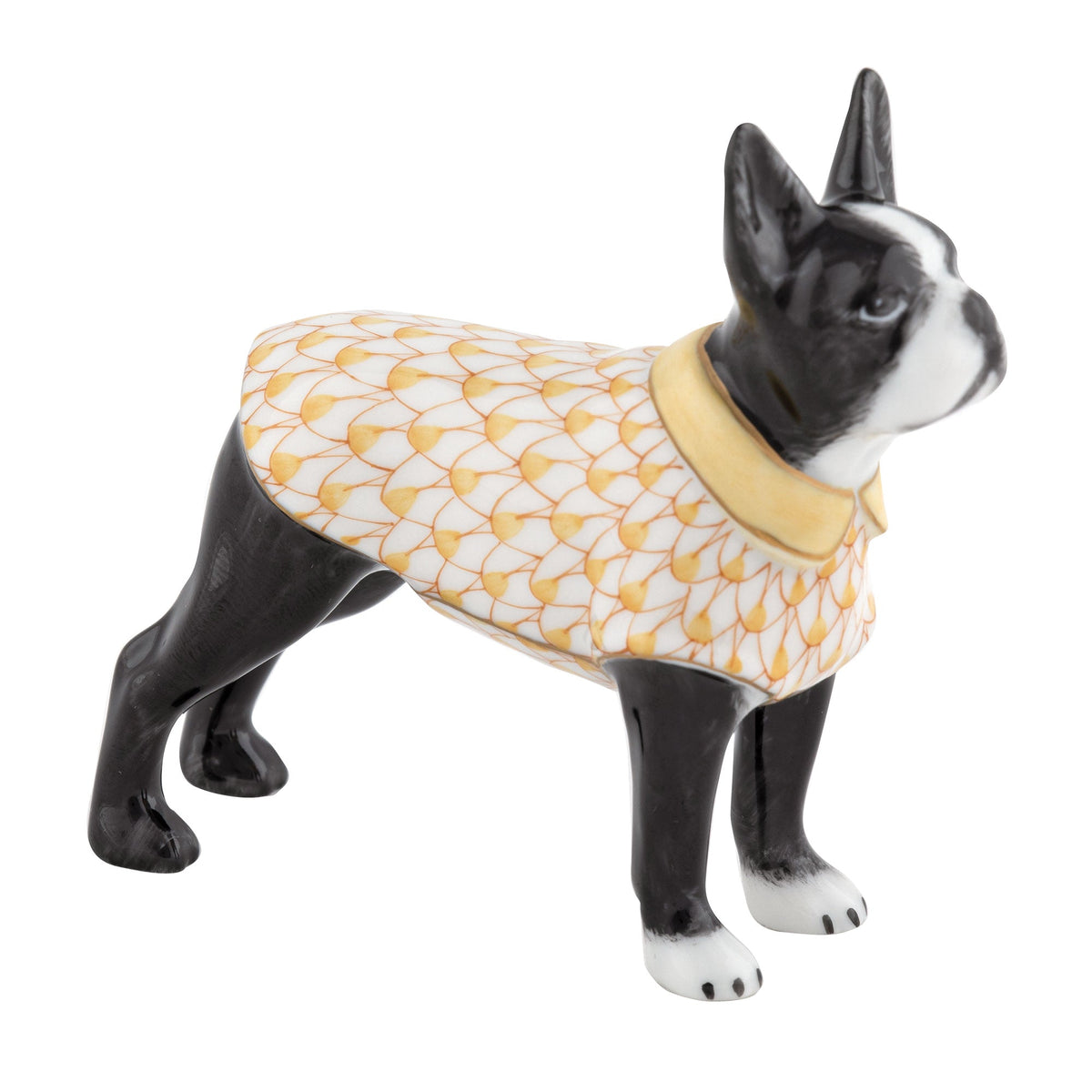 Boston Bull Terrier — Butterscotch