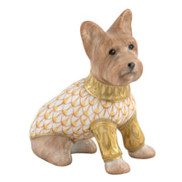 Yorkshire Terrier — Butterscotch