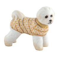 Bichon Frise — Butterscotch