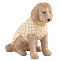 Labradoodle — Butterscotch