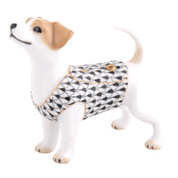 Jack Russell Terrier — Black