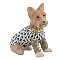 Yorkshire Terrier — Black