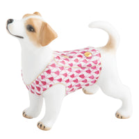 Jack Russell Terrier — Raspberry