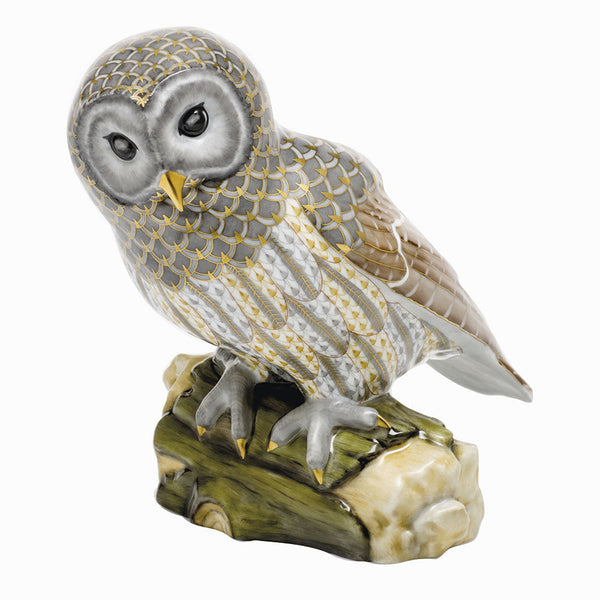 Gray Barred Owl