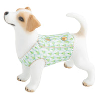 Jack Russell Terrier — Keylime