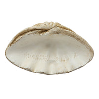 Magnesia Décor Clamshell