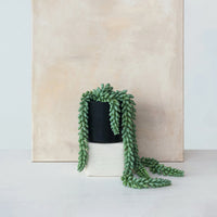 Faux Donkey Tail Plant in Plastic Pot