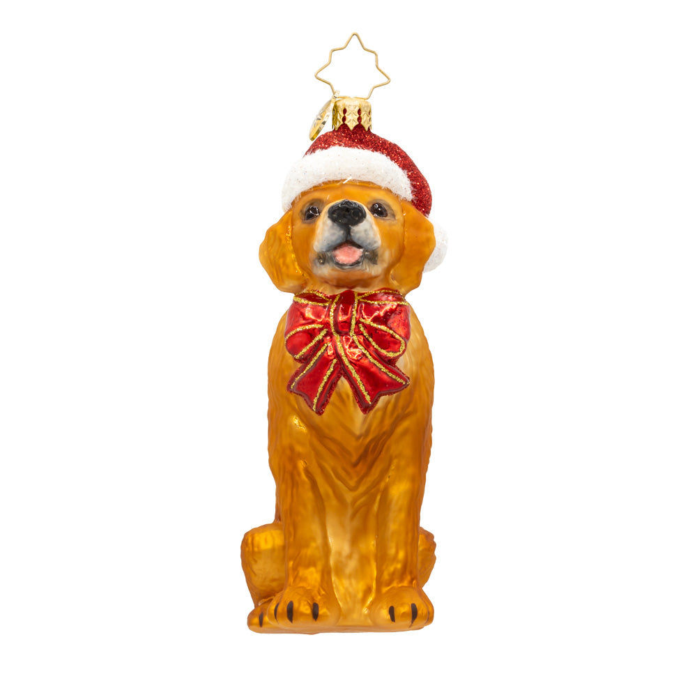 Golden Paws Pal