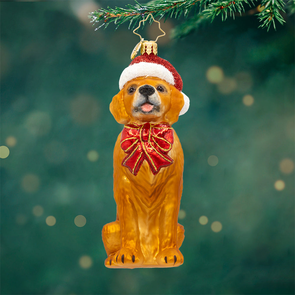 Golden Paws Pal